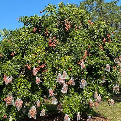 Fruit Protection Bags for Trees, Reusable Vegetable & Fruit Netting Bags, Ideal for Protecting Fruits, Vegetables, & Flowers on Trees – Perfect for Garden & Fridge Storage