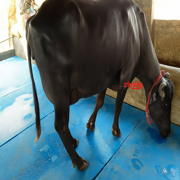 Dairy Farm Cow Mat – Rubber Material | Long Life | Easy Wash